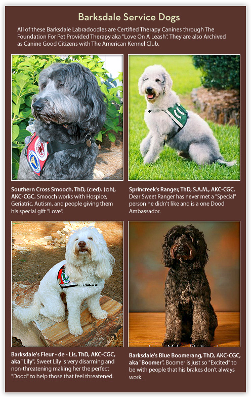 Therapy labradoodles sale for sale