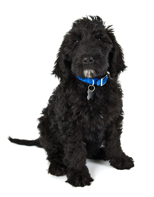 Black labradoodle sales