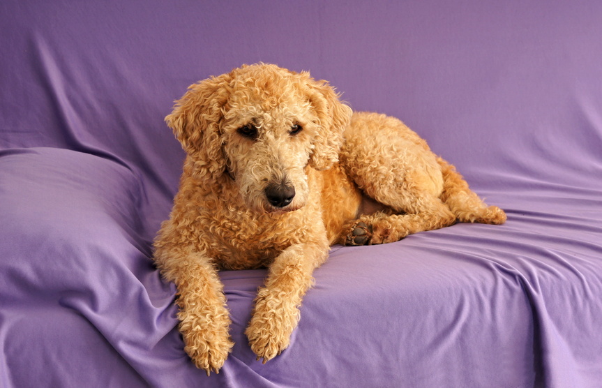 What Do I Need to Know Before Buying a Goldendoodle?
