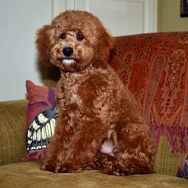 Barksdale’s Andrew aka Andy (Male) - Barksdale Labradoodles