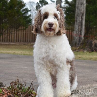 Labradoodle Puppies for Sale | Barksdale Labradoodles