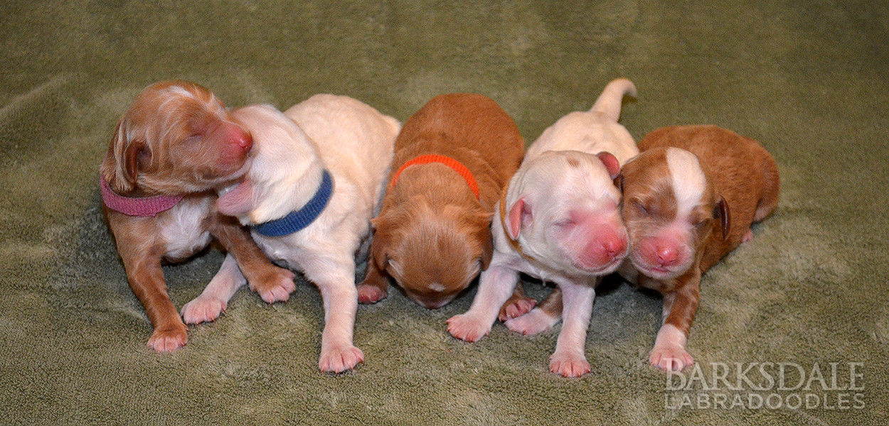 Patches & Gentry litter