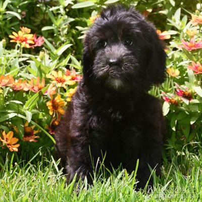 Labradoodle Puppies for Sale | Barksdale Labradoodles