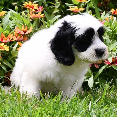 Labradoodle Puppies for Sale | Barksdale Labradoodles