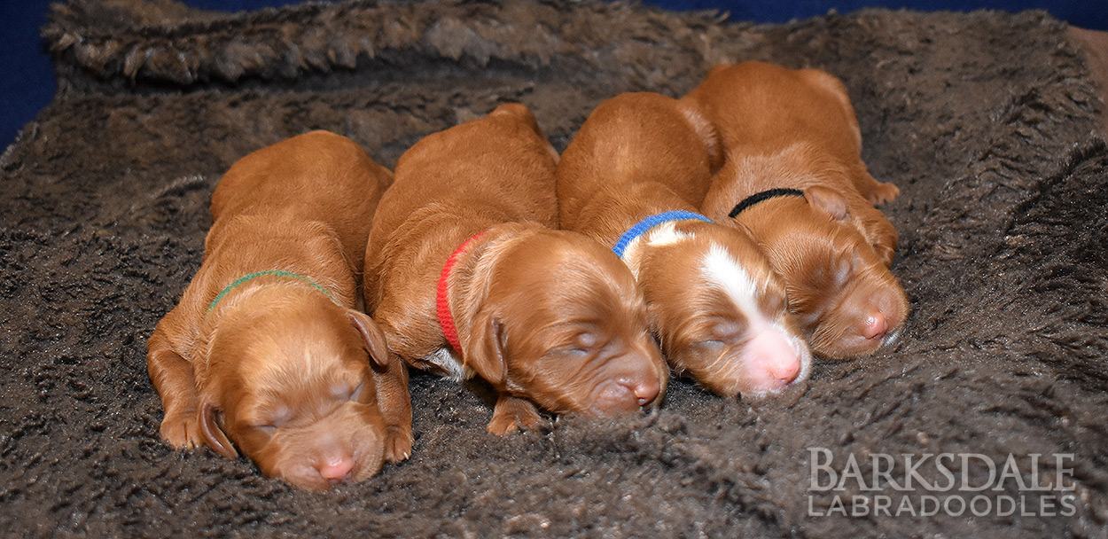 Fawn's Bambi & Coming to America Bram Haghen Litter