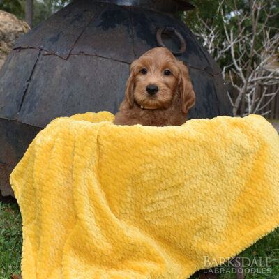 Labradoodle Puppies for Sale | Barksdale Labradoodles