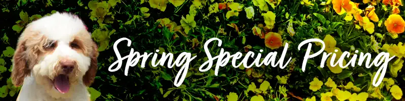Spring Special Pricing
